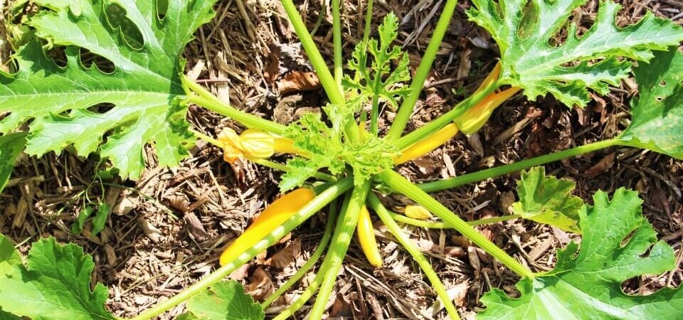 La permaculture La permaculture