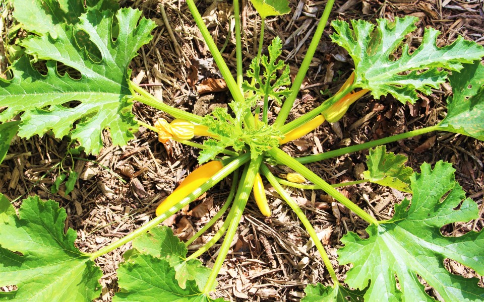 Camping Le Brévedent Calvados – permaculture 4