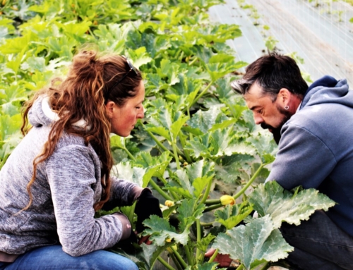 Des légumes Bio et locaux au Camping!