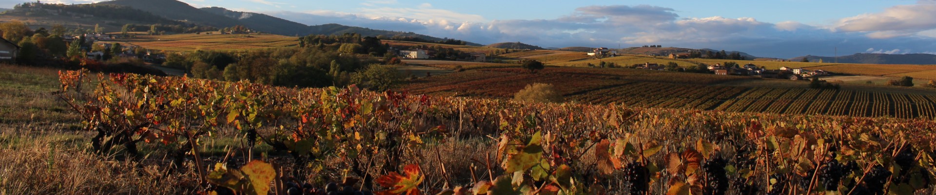 Les vignes du Beaujolais Vue over the vineyards in the Beaujolais region, home of Le Père Manu, wine producer for Castel Camping Le Brévedent