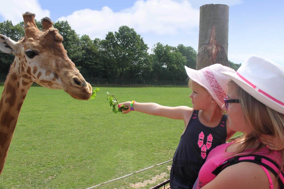 Gouter-safari-girafe-2 Cerza is een van de beste dierentuinen en safari parken in Frankrijk en ligt zeer dicht bij het Castel Camping Le Brévedent, in Normandië, Noord-Frankrijk