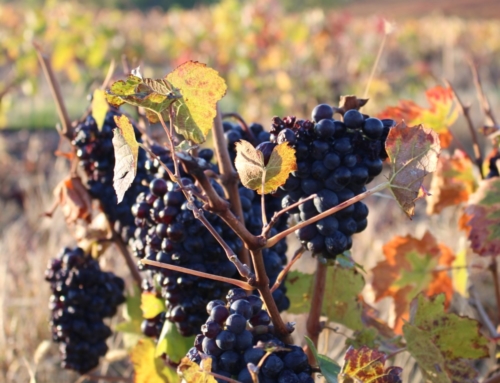 Our wine producer: Le Père Manu in the Beaujolais region.