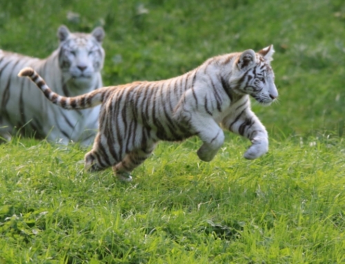 Cerza Zoo, safaris in Normandy!