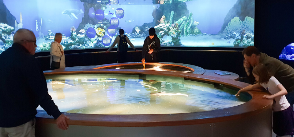 aquarium-cite-de-la-mer-cherbourg-ben-collier Bassin tactile à la Cité de la Mer à Cherbourg, où les visiteurs interagissent avec la faune marine.