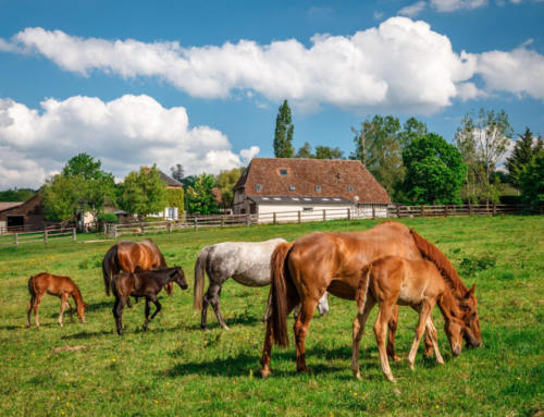 Les Plus Belles Balades à Cheval en Normandie