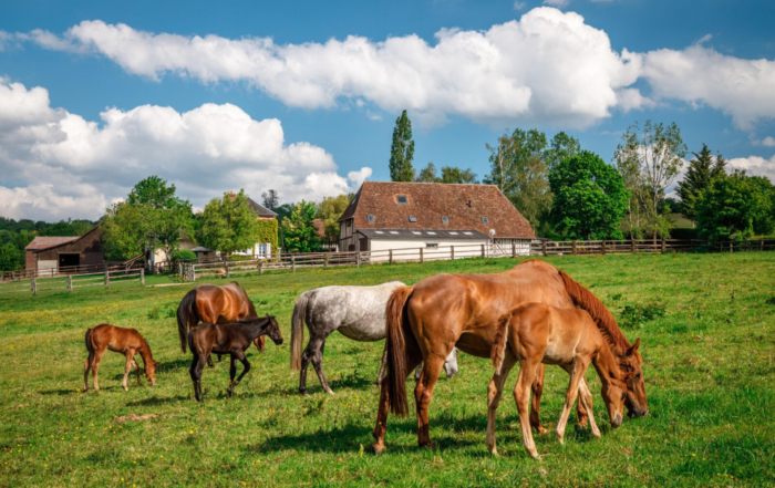 Chevaux pur-sang et poulains dans un pré verdoyant du Pays d'Auge.