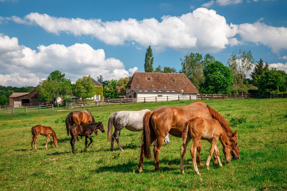 chevaux-pur-sang-dans-un-pre-du-pays-d-auge-valentin-pacaut Chevaux pur-sang et poulains dans un pré verdoyant du Pays d'Auge.