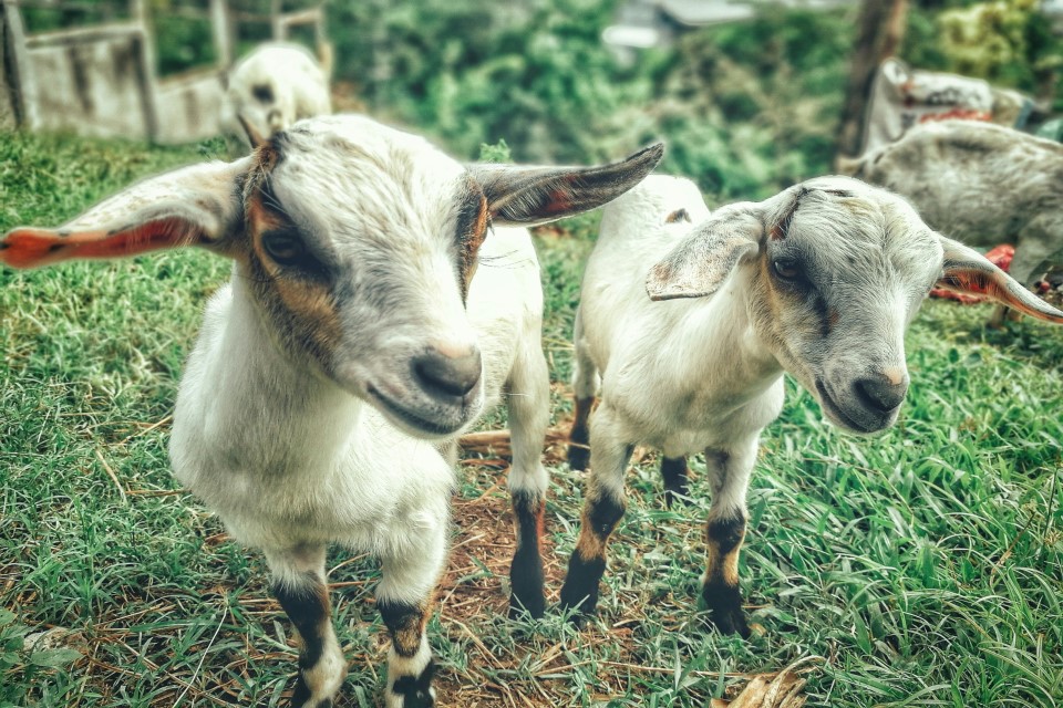 chevres-paturage-normandie-credit-pexels-rjmadelomobilephotography Deux jeunes chèvres dans un pâturage verdoyant en Normandie.