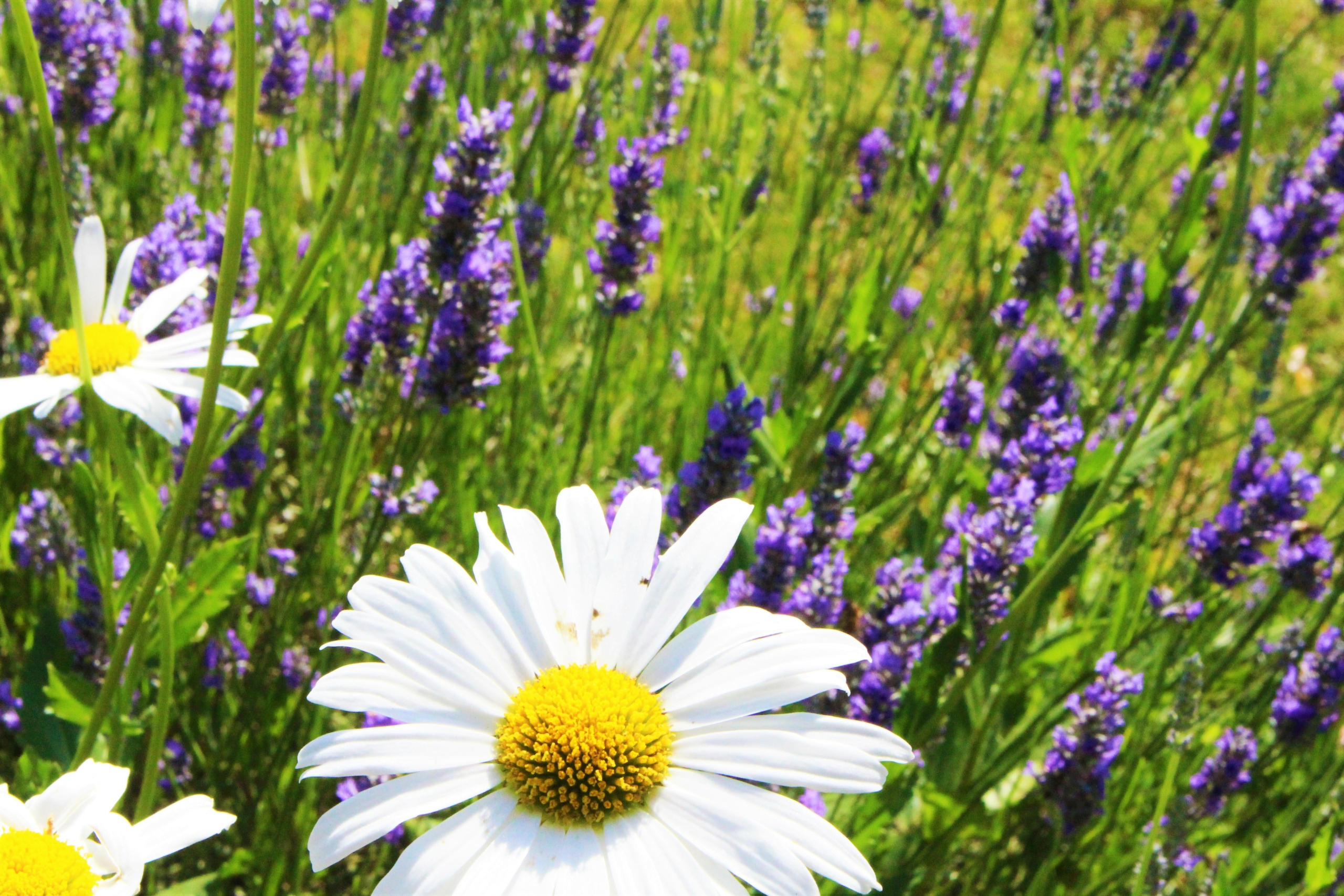 Flore et biodiversité.