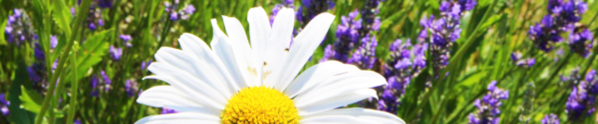 Flore et biodiversité.