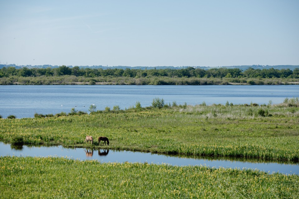 marais-vernier-observatoire-nature-normandie-marie-anais-thierry Vue panoramique du Marais Vernier depuis un observatoire naturel.