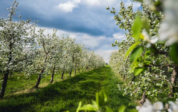 Pommiers en fleurs au printemps en Normandie