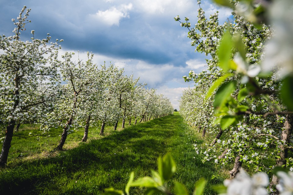 Pommiers en fleurs au printemps en Normandie