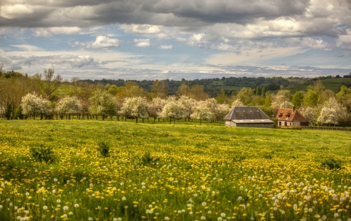 Champs de pommiers en fleurs en Normandie.