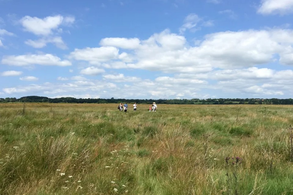 reserve-sangsuriere-adriennerie-marais-cotentin-doville-tourisme Randonnée dans la réserve naturelle de la Sangsurière dans le Cotentin.
