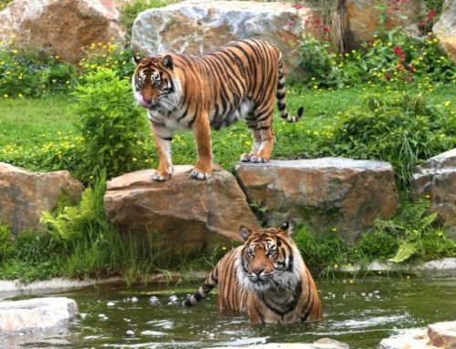 Les parcs animaliers de Normandie : une aventure pour petits et grands
