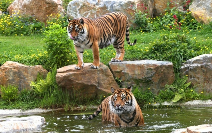 Tigres en pleine nature au zoo de Champrépus.