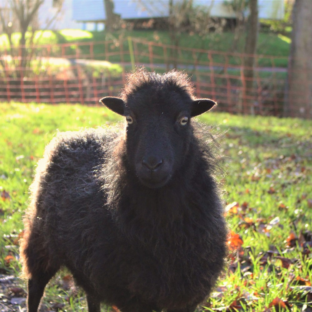 des moutons pour tondre au camping.