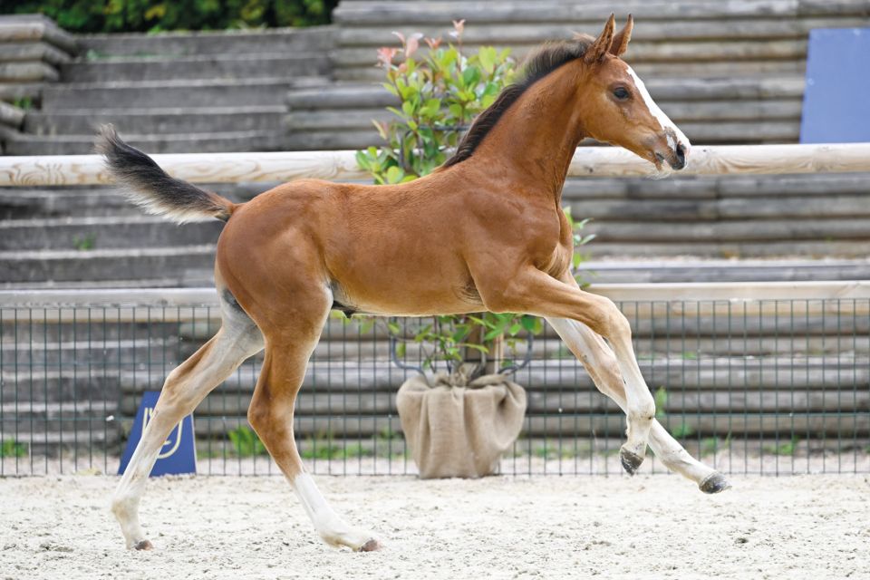 Z-Festival: het rendez-vous van de excellentie